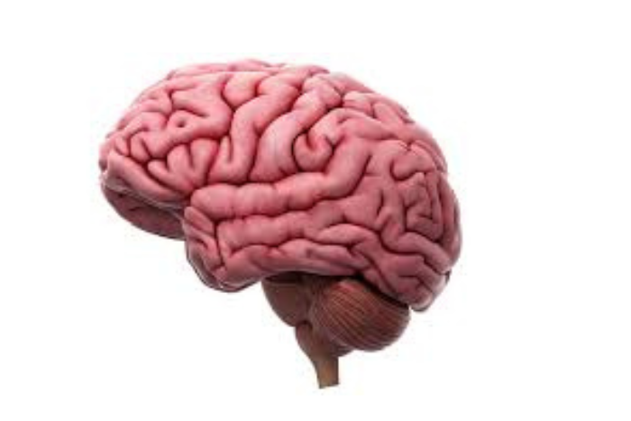  دراسة تشيلية: دماغ مشجعي كرة القدم يتفاعل مع المباريات كما لو كانت معركة عصبية بين المتعة والخسارة