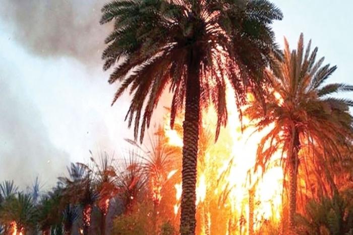 حملات تحسيسية لتفادي إندلاع الحرائق داخل الواحات بطاطا 