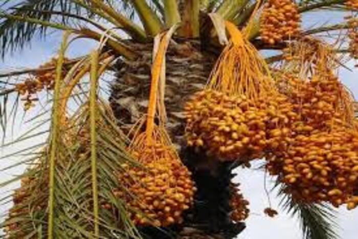 تعزيز مرونة نظم الواحات يتطلب حلولا مستدامة تعزيز مرونة نظم الواحات يتطلب حلولا مستدامة