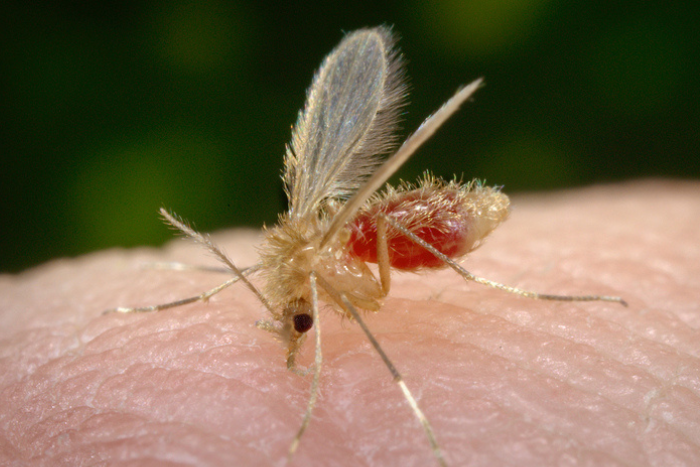 مرض حبة حلب يصيب العشرات جنوب سوريا 