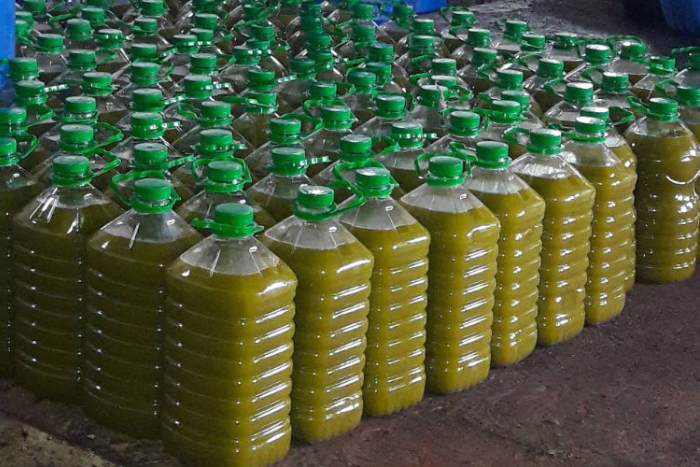 المغرب. موسم جني الزيتون يحتفي بالأرض والتقاليد المتوارثة جيلا عن جيل