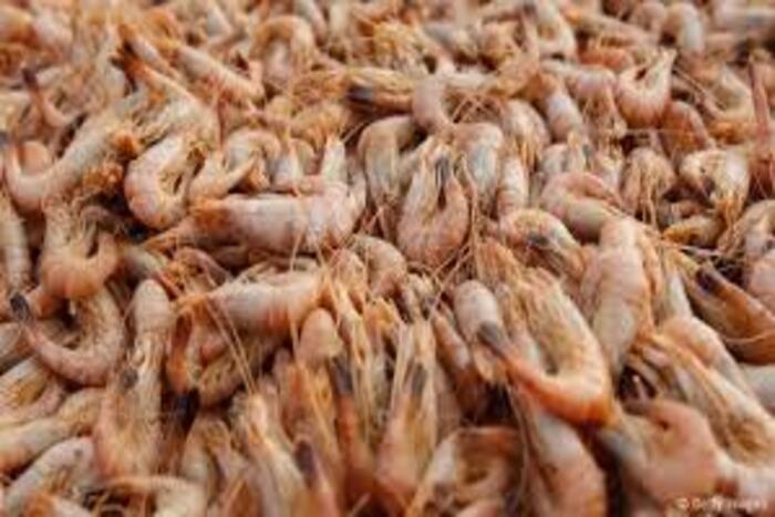 باحثون إماراتيون يطورون مخلفات الروبيان إلى أداة لمكافحة التغير المناخي باحثون إماراتيون يطورون مخلفات الروبيان إلى أداة لمكافحة التغير المناخي