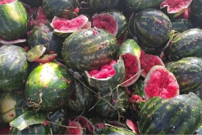 حجز وإتلاف 36 طنا من البطيخ غير الصالح للاستهلاك بسيدي بنور