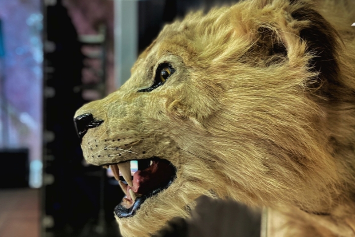 اتخاذ خطوات أولية لنقل أسود الأطلس من التشيك إلى موطنها الطبيعي بالمغرب 