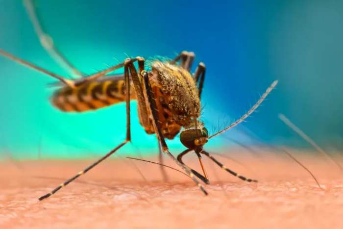 أكثر من 10 ملايين حالة إصابة بالملاريا في الموزمبيق