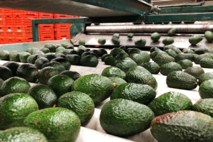 صادرات الأفوكادو: المغرب يواجه منافسة قوية من البيرو والشيلي