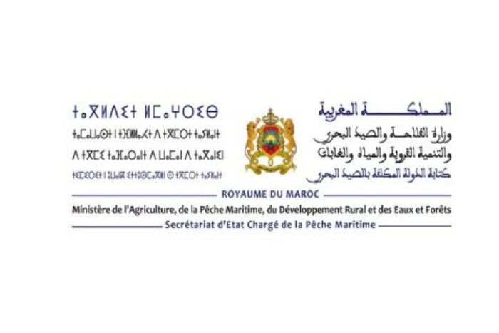 تجربة رائدة في مجال صيد الأخطبوط في سيدي إفني تجربة رائدة في مجال صيد الأخطبوط في سيدي إفني