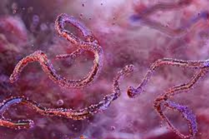 إثيوبيا تسجل أول تفشٍ لفيروس ماربورغ في تاريخها وسط تحذيرات من انتشاره عبر الحدود