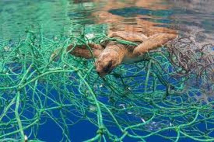 النفايات البلاستيكية سبب رئيسي في نفوق الثدييات والسلاحف البحرية