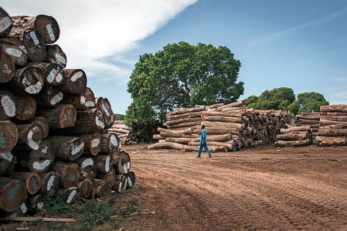 نيجريا تحظر تصدير الخشب حماية لثروتها الغابوية