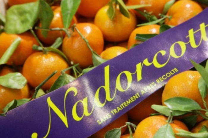 موسم قياسي لفاكهة المندرين النادوركوت: زيادة بنسبة 44% في الصادرات