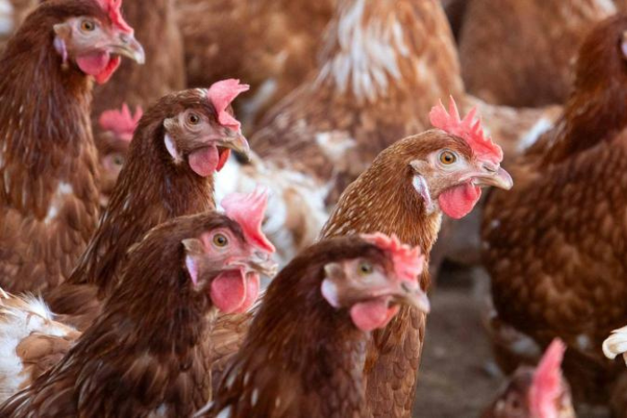 وفاة أول أميركي بسلالة نادرة من إنفلونزا الطيور  H5N5  في ولاية واشنطن