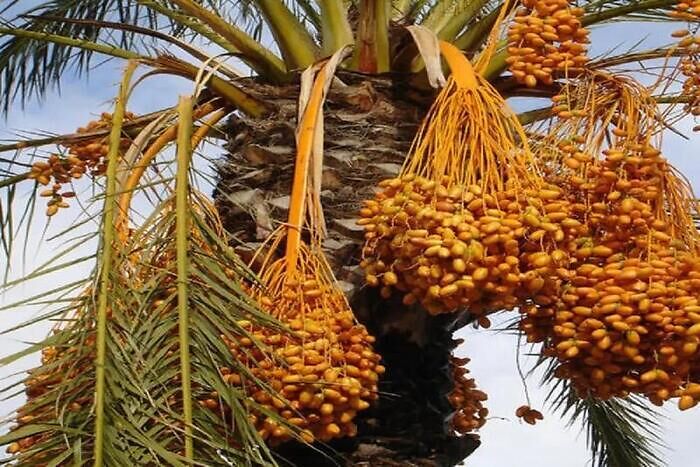المؤتمر الدولي للواحات بورززات ونخيل التمر في دورته ال 2 يناقش التغير المناخي في علاقته بالواحات المؤتمر الدولي للواحات بورززات ونخيل التمر في دورته ال 2 يناقش التغير المناخي في علاقته بالواحات