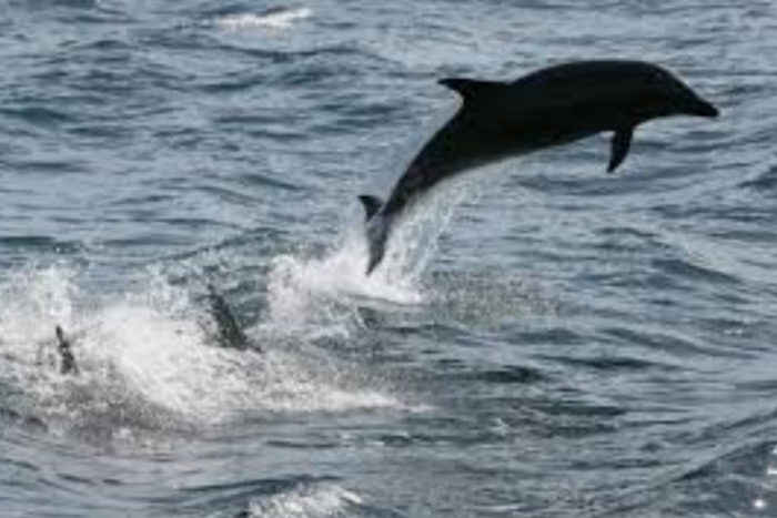 المغرب يصادق على المعاهدة الدولية المنظمة لأعالي البحار