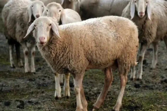 نيجيريا تكشف عن مخطط خماسي لتعزيز قطاع تربية الماشية ودعم الأمن الغذائي نيجيريا تكشف عن مخطط خماسي لتعزيز قطاع تربية الماشية ودعم الأمن الغذائي