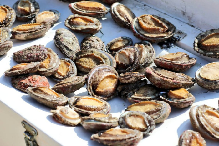 جنوب إفريقيا تعترض شحنة ضخمة من أذن البحر قيمتها مليونا دولار جنوب إفريقيا تعترض شحنة ضخمة من أذن البحر قيمتها مليونا دولار