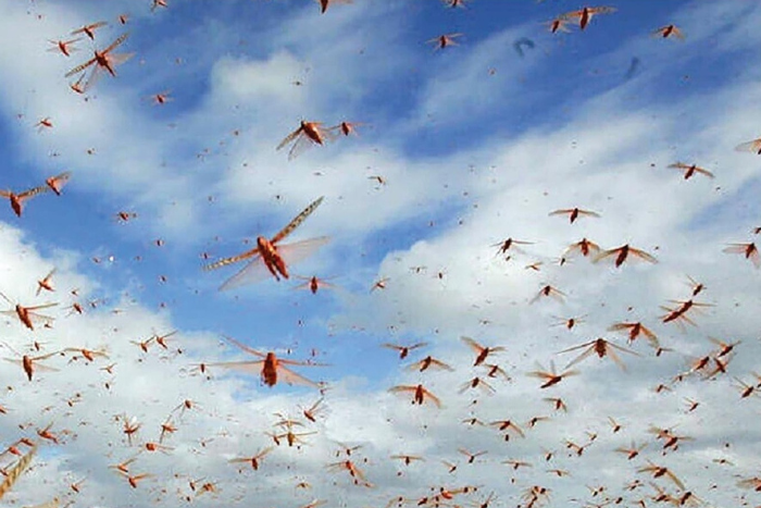 المغرب يقدم هبة لموريتانيا لدعم جهودها في مكافحة آفة الجراد