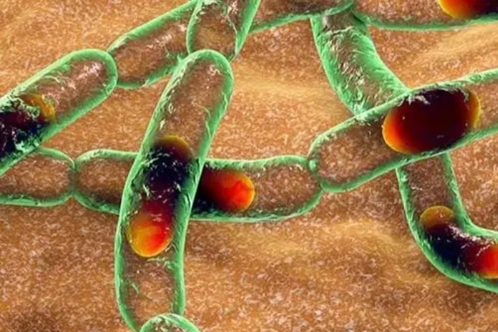 جنوب إفريقيا: تسجيل حالات متفرقة من الجمرة الخبيثة بمنتزه كروغر دون تأثير على السياحة