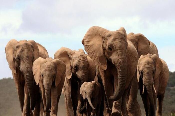 إلقاء القبض في الموزنبيق على عصابة الصيد الجائر للفيلة    إلقاء القبض في الموزنبيق على عصابة الصيد الجائر للفيلة