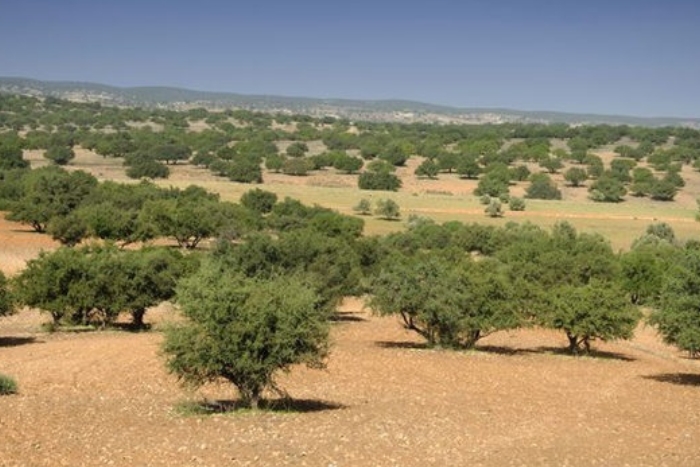 غابات الأركان في المغرب على حافة الهاوية 