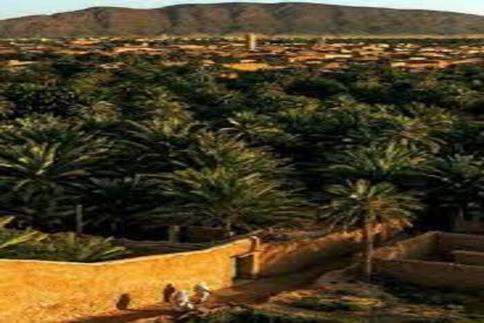 واحة فجيج تعرف إنتاجا جيدا في التمور هذا الموسم واحة فجيج تعرف إنتاجا جيدا في التمور هذا الموسم