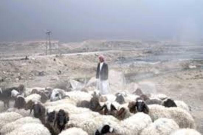 كسابو عين بني مطهر متفائلون من التساقطات الأخيرة