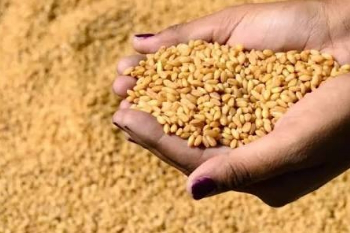 القمح الأرجنتيني ينافس فرنسا بقوة في المغرب