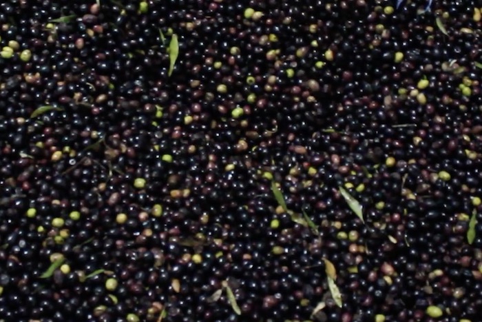 الدورة ال 7 للمعرض الوطني للزيتون تقام بالعطاوية