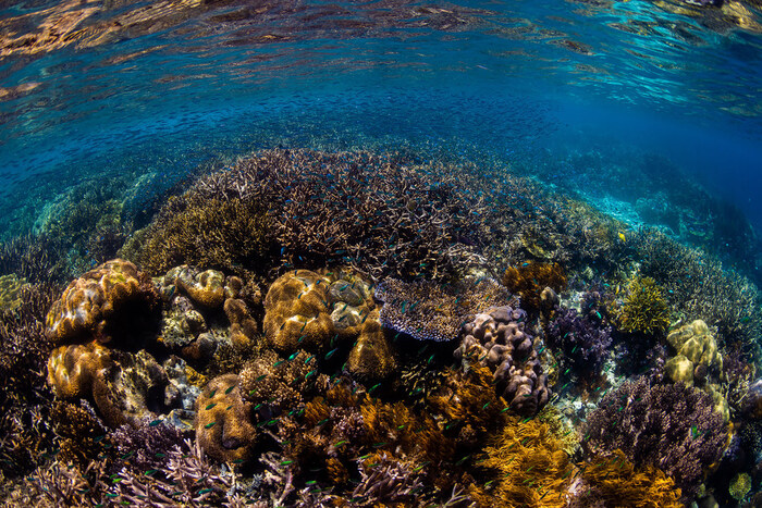 الاتفاقية الأممية للتنوع البيولوجي البحري تدخل حيز التنفيذ تدخل حيز التنفيذ