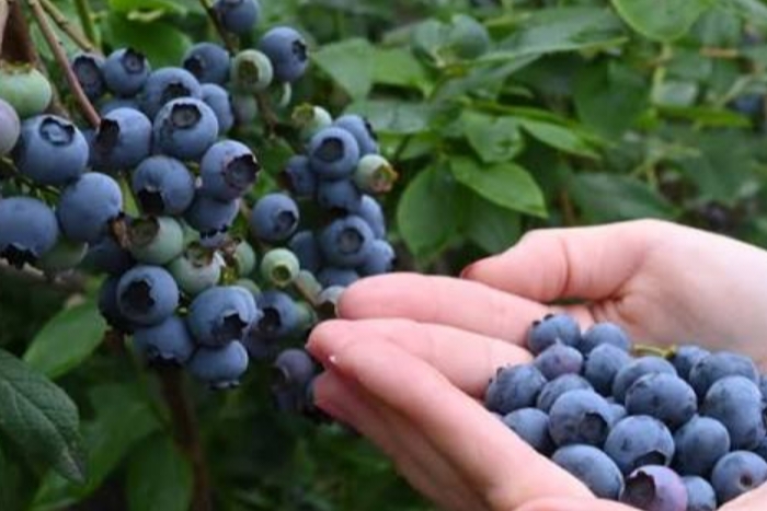 موسم التوت الأزرق يبدأ واعدا في شمال المغرب