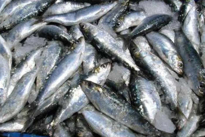 استقرار أسعار السردين بالمغرب بإجراءات استباقية مع اقتراب رمضان