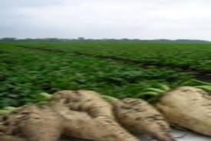 حوض ملوية يستفيد من التساقطات المطرية في زراعو الشمندر السكري