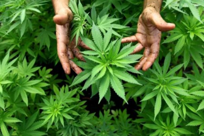 المغرب يشق طريقه الخاص في مجال أبحاث القنب الطبي