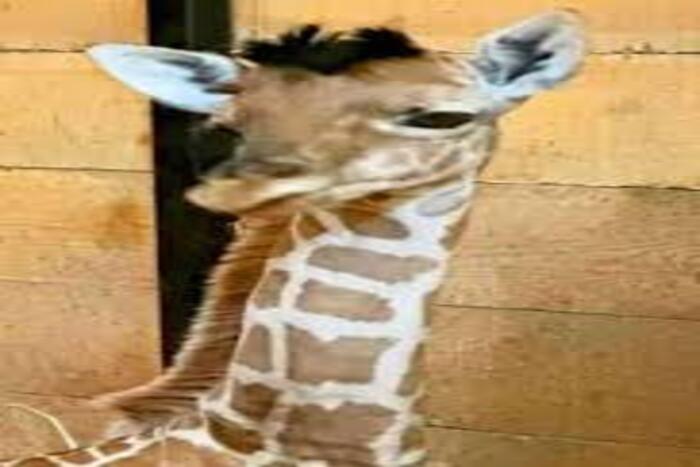 المغرب ريشهد ميلاد أول زرافة في حديقة المحمدية