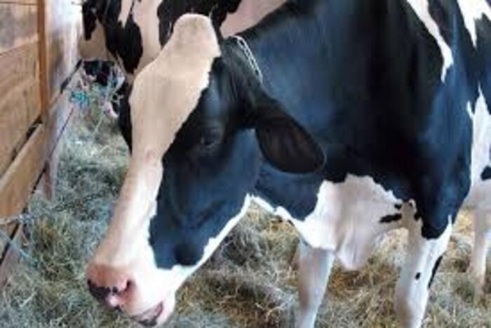 قبرص تقرر التخلص من آلاف رؤوس المواشي  إيقافا للحمى القلاعية