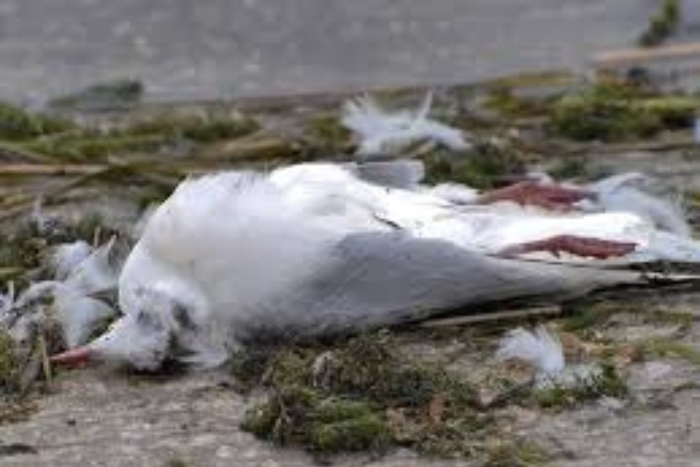 موجة نفوق غامضة للطيور في أمريكا تثير المخاوف الصحية