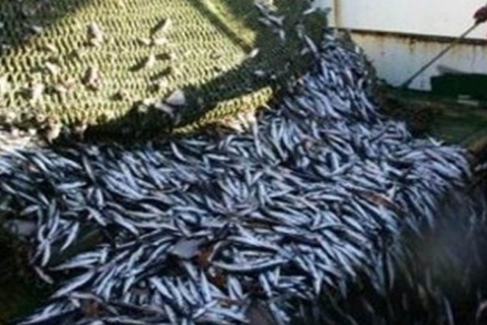 تراجع حاد في مفرغات الصيد بميناء الصويرة مع نهاية فبراير