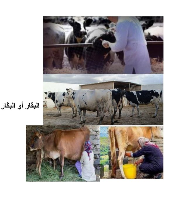 (فاس حرف ومهن محلية بين منقرضة ومنتظرة الانقراض (البقار أو البكّار