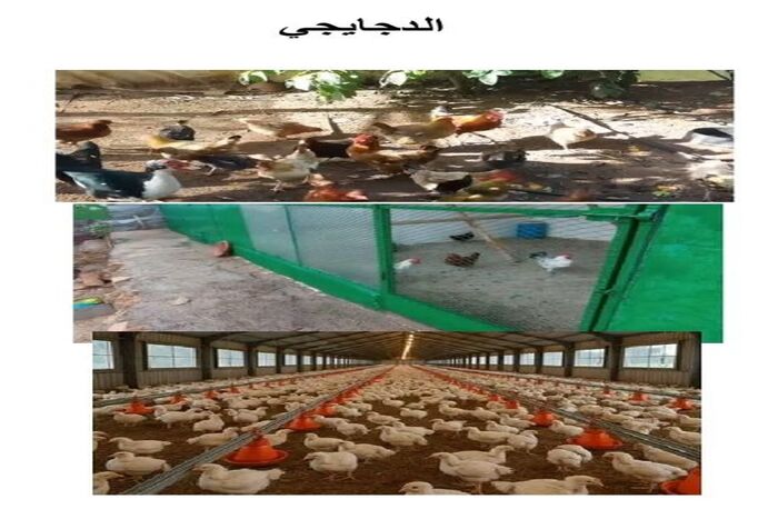 فاس حرف ومهن محلية بين منقرضة ومنتظرة الانقراض  مهن وحرف المأكولات   32 –  دجايجي