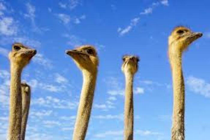 تربية النعام بالداخلة نشاط فلاحي مساهم في سياحة بيئية مستدامة