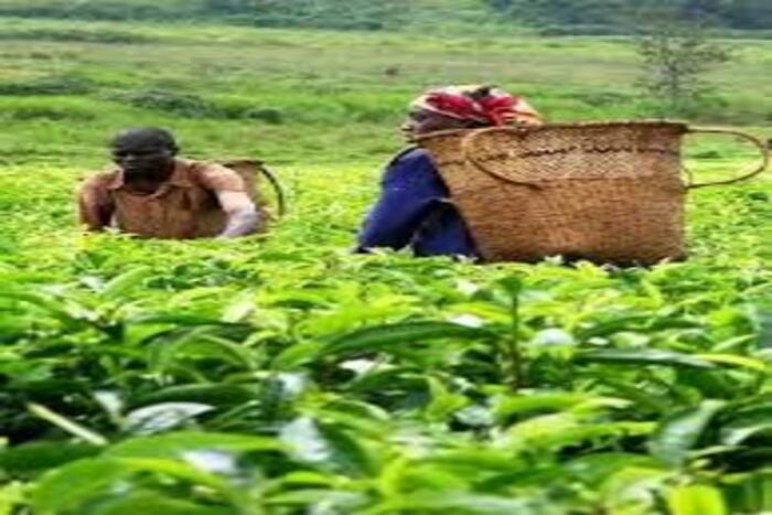 الشاي بكينيا مورد رئيسي لصادرات هذا البلد الإفريقي