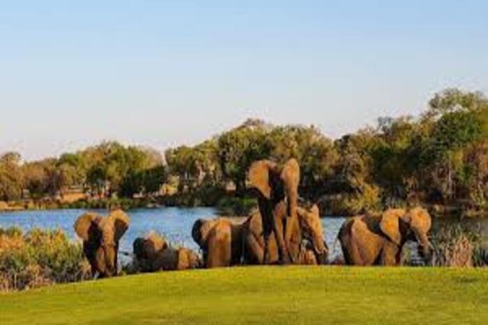 كثرة الفيلة بجنوب إفريقيا يهدد التنوع البيولوجي في هذا البلد