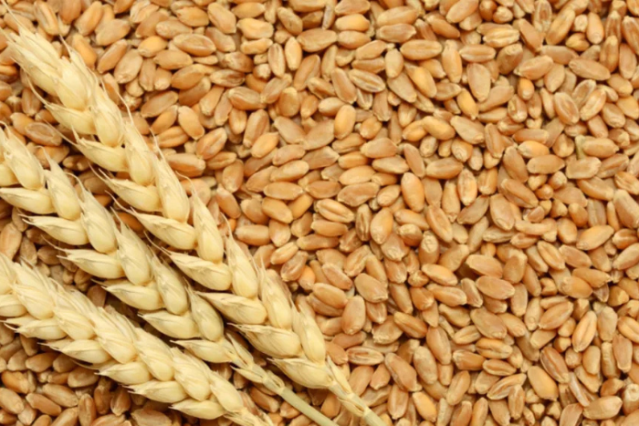 انخفاض أسعار القمح والذرة في بورصة شيكاغو بعد إعلان وقف إطلاق النار