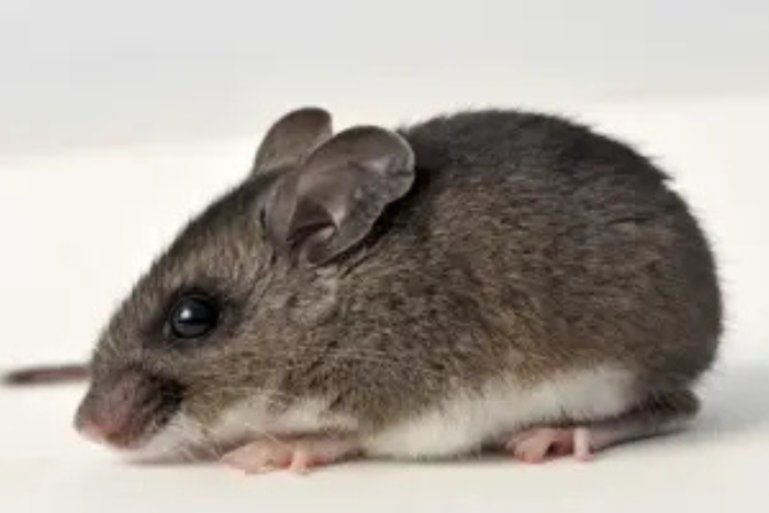 تحذير صحي في النمسا بعد العثور على سم فئران في أغذية أطفال