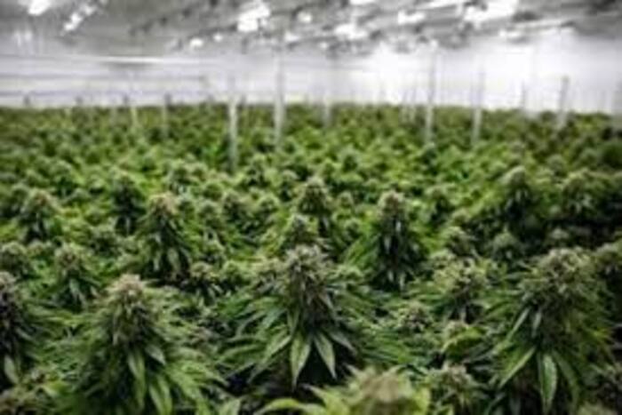 القنب الهندي بتاونات قطاع واعد لخلق قيمة مضافة للإقليم