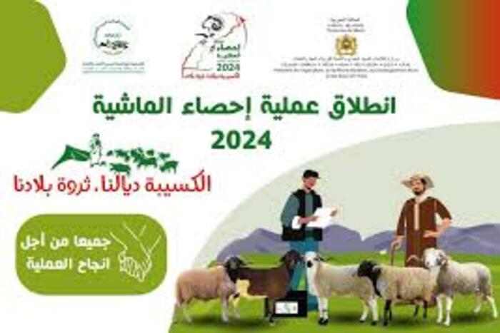  إحصاء قطيع الأغنام والماعز بجماعة في الخميسات 
